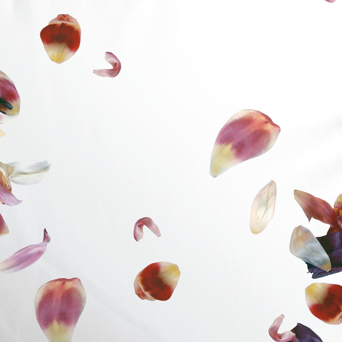 Set of 2 pillowcases cotton satin - Aurore White / Light pink